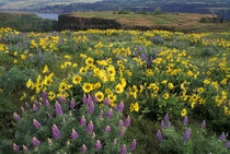 Balsam root meadow with lupine by Danita Delimont