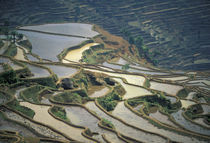 Flooded rice terraces of Honghe by Danita Delimont