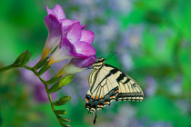 Eastern Tiger Swallowtail on Fresia - Sammamish Washington von Danita Delimont