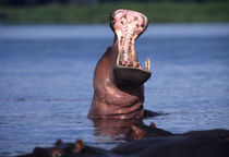 Hippo (Hippopotamus amphibius) yawning in the Chobe River von Danita Delimont