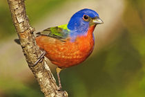 Male painted bunting perched in tree by Danita Delimont