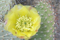 Desert Prickly Pear Cactus (Opuntia phaeacantha) by Danita Delimont