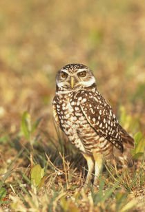 A burrowing owl in its colorful habitat at the local airport von Danita Delimont
