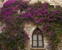 Bright pink bougainvillea surrounding a gothic- style window by Danita Delimont