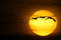 Three snow geese fly across sun von Danita Delimont
