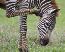 Zebra colt at Ngorongoro Crater in the Ngorongoro Conservation Area by Danita Delimont