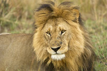 Close-up of lion by Danita Delimont