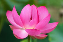 USA; North Carolina; Lotus blossom by Danita Delimont