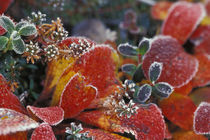 Fall-colored bearberry (Arctostaphylos uva-ursi) by Danita Delimont