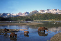 Alaskan peninsula von Danita Delimont