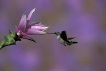 Black chinned hummingbird (female) by Danita Delimont