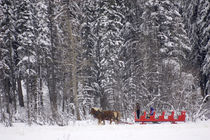 Sleigh rides at Martin Stables by Danita Delimont