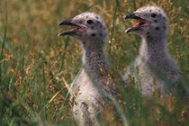Great Black-backed seagull chicks by Danita Delimont