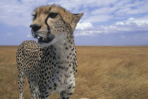 Adult Female Cheetah (Acinonyx jubatas) looks out at surrounding savanna von Danita Delimont