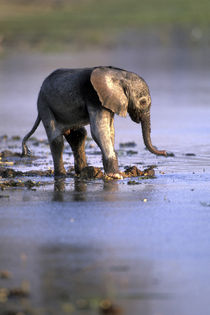 Young Elephant calf (Loxodonta africana) walks at edge of Khwai River at sunset by Danita Delimont