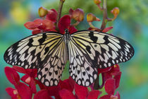 Sammamish Washington Tropical Butterflies photograph of Idea leuconoe the Paper Kite stripped in Black and White von Danita Delimont