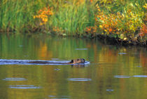 Beaver in fall rain storm von Danita Delimont