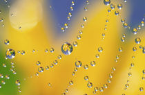 Close-up of spider web with dew drops reflecting black-eyed Susan flower von Danita Delimont