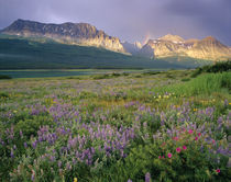 Prairie wildflowers along Lake Sherbourne in the Many Glacier Valley of Glacier National Park in Montana von Danita Delimont