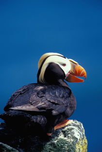 Tufted puffin by Danita Delimont