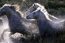 Camargue Horses (Eguus caballus) von Danita Delimont