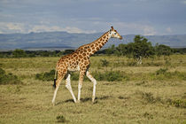 Kenya by Danita Delimont