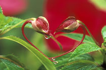 Begonia Buds in heart shape with drops by Danita Delimont
