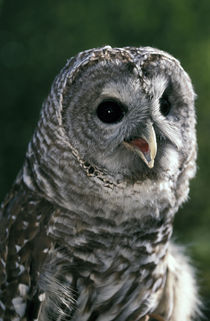 Barred Owl (Strix varia) by Danita Delimont