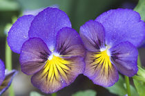 A closeup of pansy blossoms by Danita Delimont