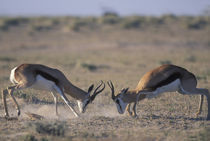 Two male Springbok (Antidorcas marsupialis) sparring by Danita Delimont