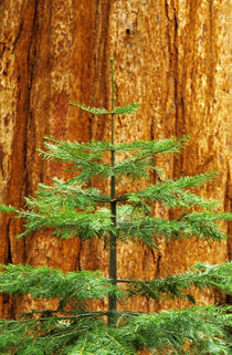 Young Sequoia tree in the Mariposa Grove by Danita Delimont