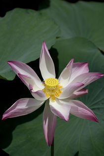Pink lotus flower by Danita Delimont