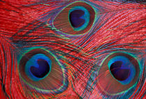Peacock feathers pattern von Danita Delimont