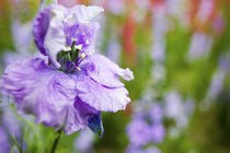 Larkspur Close up growing in Mass by Danita Delimont