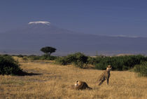 Lying in grass with Acacia tree and Mt Kilimanjaro in distance by Danita Delimont