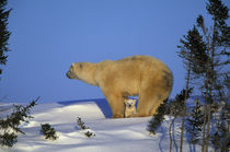 Polar Bear (Ursus maritimus) and cubs by Danita Delimont