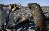 King Penguins (Aptenodytes patagonicus) and Antarctic Fur Seals (Arctocephalus gazella) on beach along coast at Gold Harbour von Danita Delimont