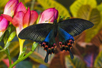 Washington Tropical Butterfly Photograph of Swallowtail Butterfly Papilio Hoppo from Tiawan by Danita Delimont