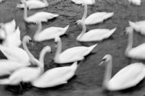 Swans on the Reuss River by Danita Delimont
