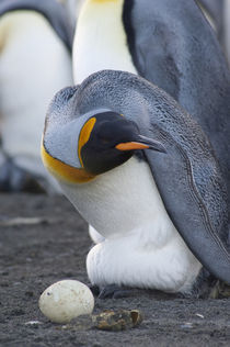 King penguin (Aptenodytes patagonicus) protecting egg von Danita Delimont
