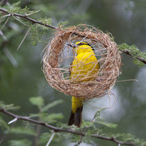 Female Black-Necked Weaver building a nest in Tarangire NP von Danita Delimont