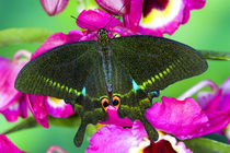 Washington Tropical Butterfly Photograph of Swallowtail Papilio paris the Peacock Swallowtail butterfly from China on Orchids by Danita Delimont