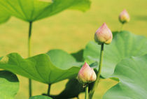 Lotus blossoms von Danita Delimont