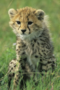 Portrait of a cheetah cub in the grass by Danita Delimont