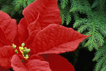 Red Poinsettia and fir bow by Danita Delimont