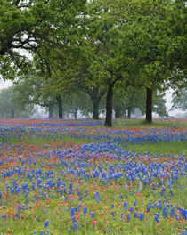 Texas Paintbrush and Bluebonnets beneath oak trees by Danita Delimont