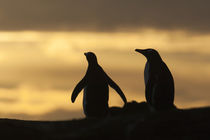 These penguins are resident and breed in the Falklands von Danita Delimont