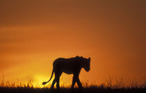 Silhouette of Lion (Panthera leo) walking across savanna at dawn