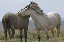 Wild horses nuzzling each other by Danita Delimont