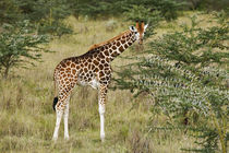 Giraffa camelopardalis rothschildi by Danita Delimont